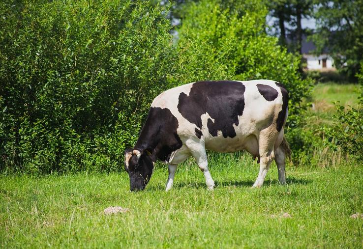 Une vache broute de l'herbe en prairie. 
