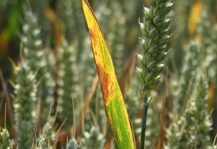 Septoriose.