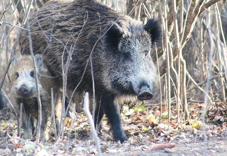 sanglier interdiction agrainage Aisne