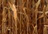 En raison des mauvaises conditions climatiques, au semis puis au printemps, le potentiel de rendement des céréales à paille  est dégradé.