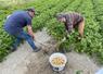Lors du repas champêtre, l’association a vendu une quarantaine de kilos de pommes de terre.