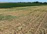 Broyage d’une bordure pour interdire toute grenaison massive.