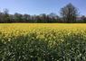 Belle floraison des colzas ce printemps.