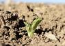 Les dates de semis des protéagineux de printemps sont à adapter à la zone  géographique.