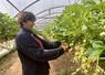 Isabelle Dumont vend toutes ses fraises en direct, à la ferme et aux marchés.  Un contact avec les clients qu’elle adore. 