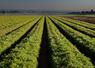 légumes d'industrie 2025