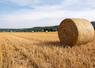 céréales rendements blé tendre prévisions