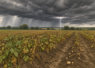 mildiou orages Hauts-de-France pommes de terre 