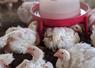 exportations poulet Brésil