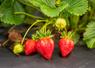 culture fraises formation fruits rouges 