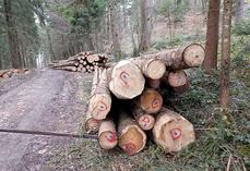 Les travaux forestiers permettent de bénéficier d’un crédit d’impôt de 25 %  dans certains cas et dans une limite de 12 500 € pour un couple, par exemple.