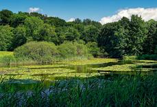 L’entretien d’une mare doit garantir sa fonctionnalité. 