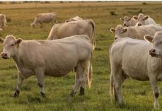 L’amortissement des vaches allaitantes constitue un bon levier fiscal pour certains éleveurs.