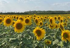 huile de tournesol Ukraine Russie