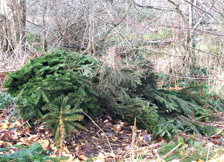 Abandonner son sapin de Noël en forêt ne serait pas sans conséquence pour le milieu naturel.