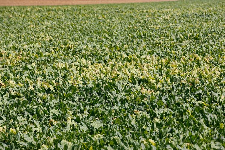 Moins de jaunisse dans les champs en 2021 ne veut pas dire que tout est réglé.