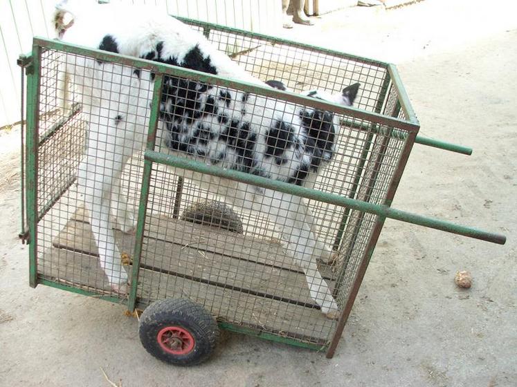 Le Gaec du Moulin à Vent, de Jean-Christophe Grandin, éleveur laitier au Nouvion-en-Thiérache (02), a présenté ce chariot à veaux. 