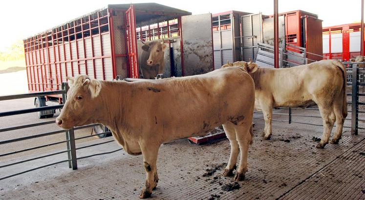 En viande bovine, les flux sont restés «très limités». 