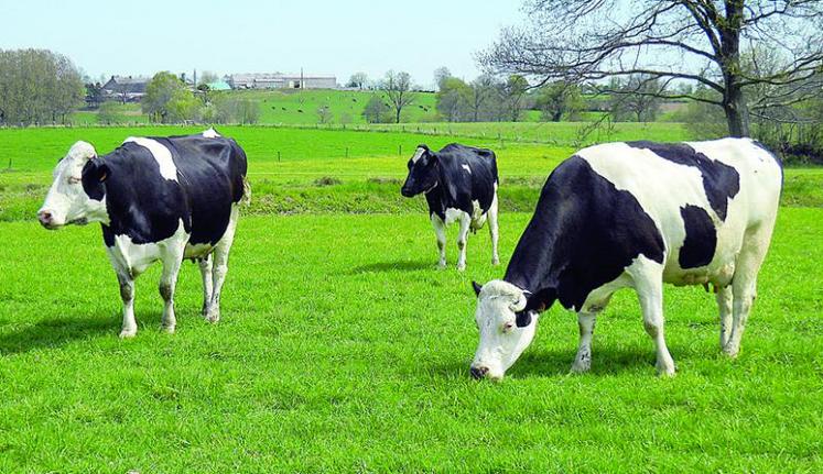 En général, l’hétérosis est plus marqué pour les caractères peu héritables, comme les aptitudes fonctionnelles, et peu important pour les caractères très héritables, comme les taux.