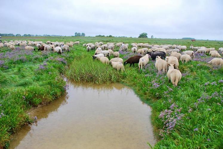 En Plaine maritime picarde, le concours était spécialement dédié aux prés salés pâturés par les moutons. La gestion de Jérémy Mallot offre un «résultat spectaculaire». 