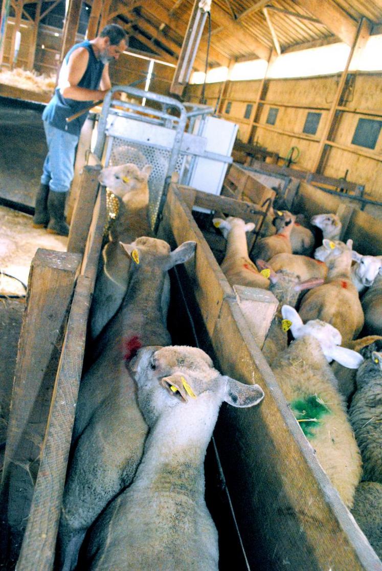 Saisie informatique du pointage par un inspecteur du Herd-Book Limousin.