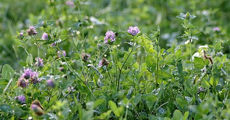 Des légumineuses sont également incorporables au mélange : trèfle blanc, luzerne et trèfle violet.