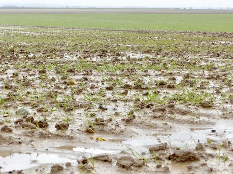 Les cumuls de pluie ont perturbé l’implantation des céréales. Conséquences : des pertes de pieds ou des symptômes de phytotoxicité peuvent s’observer.