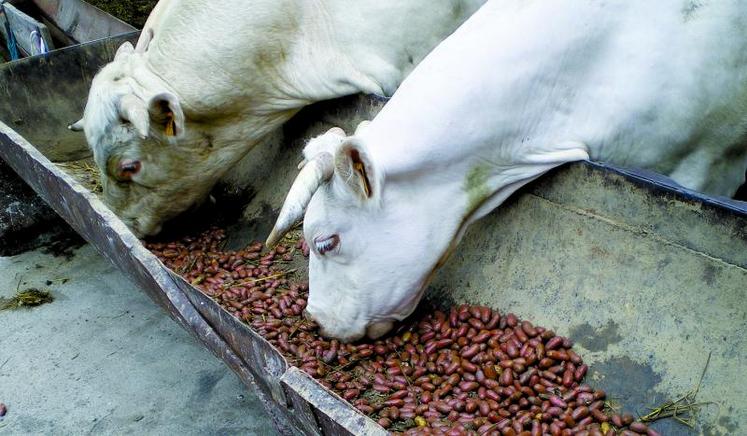 20 kg / tête  en complément du fourrage habituel est déjà conséquent pour éviter les risques nutritionnels. Une barre au garrot empêche les animaux de relever leur tête en mangeant et évite les «fausses routes» responsables d’étranglements.