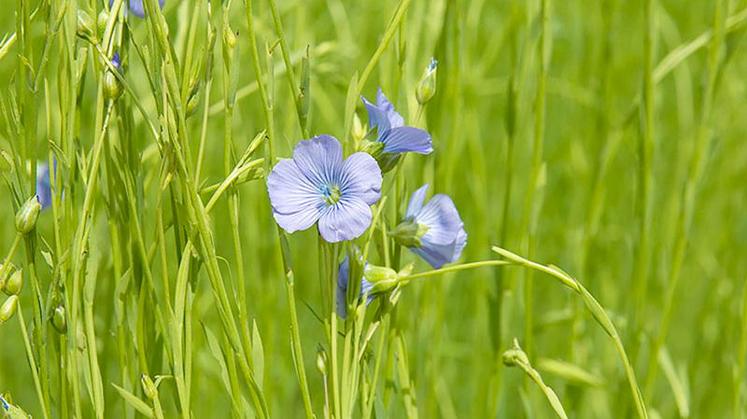 L’agronomie permet de réduire de manière conséquente les adventices dans le lin fibre. 