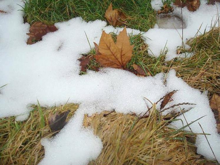 L'herbe trop haute avant l'hiver finit par faner et constituer un paillage néfaste au rédémarrage de la prairie au printemps.