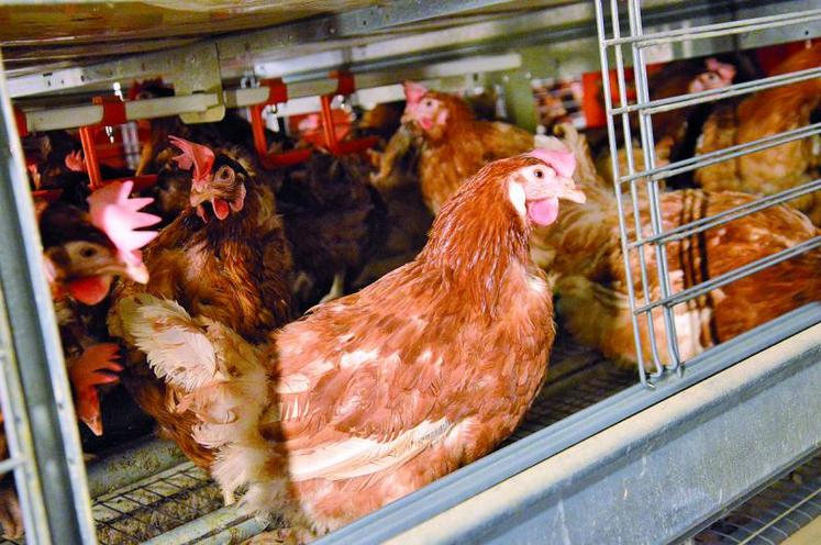 Paradoxe : alors que les poules biologiques et de plein air sont actuellement confinées pour cause d’épidémie de grippe aviaire, les poules en cage pourraient être «libérées».