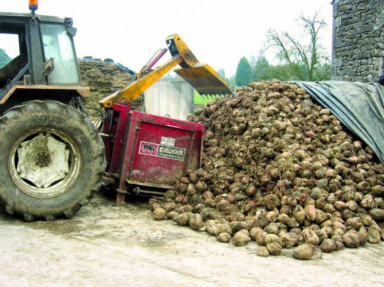 Cette année, les betteraves fourragères permettent une production d’environ 21 500 UFL/ha.