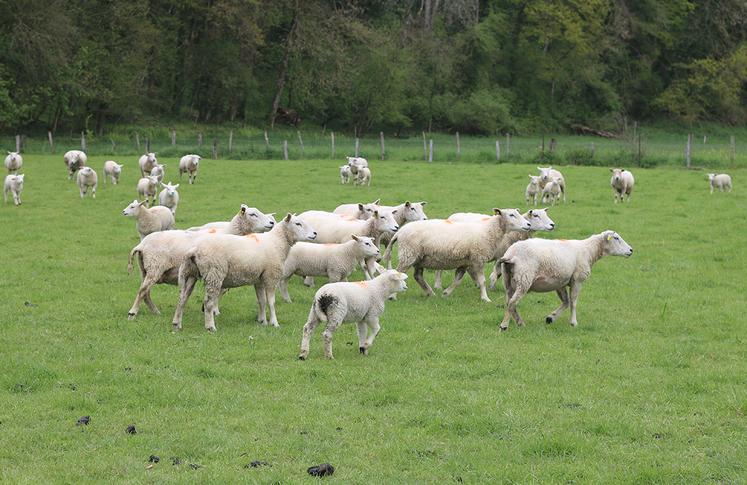 Souffrant d’un déficit d’attractivité, la production ovine possède pourtant  de nombreux atouts.