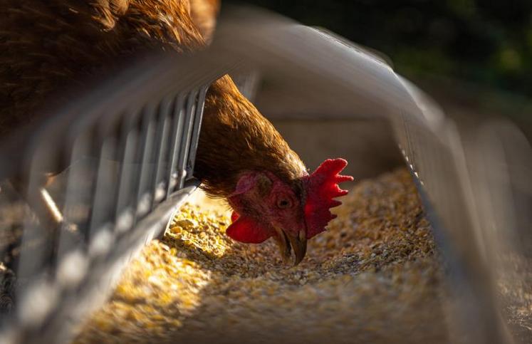 Les autorités ont imposé le confinement de leurs animaux à «tous les détenteurs de volailles», y compris les particuliers.