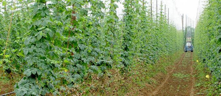 L’implantation de houblon est préférable sur des sols riches en humus, profonds, de type limoneux à sable limoneux ou limono-argileux.