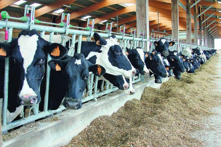 Avec une ration simple, l'ingestion mesurée est supérieure, entraînant une production journalière supérieure de 1,3 kg/VL/j.