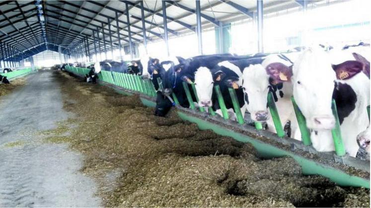 Bloquée à 800 vaches en production actuellement sur son site de Drucat, et suite à la défection de son acheteur, la Ferme des 1000 vaches met un terme à son activité laitière au 1er janvier 2021.
