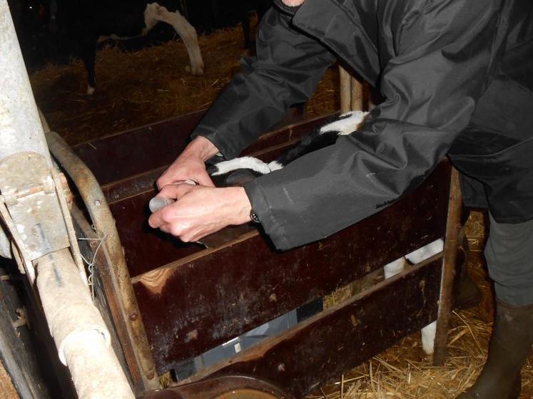 L’homéopathie en élevage peut s’utiliser pour quasiment toutes les pathologies : mammites, coups, contusions, entorses, suites de vêlages difficiles comme les non délivrances, diarrhées, problèmes de croissance, panaris interdigités, etc.