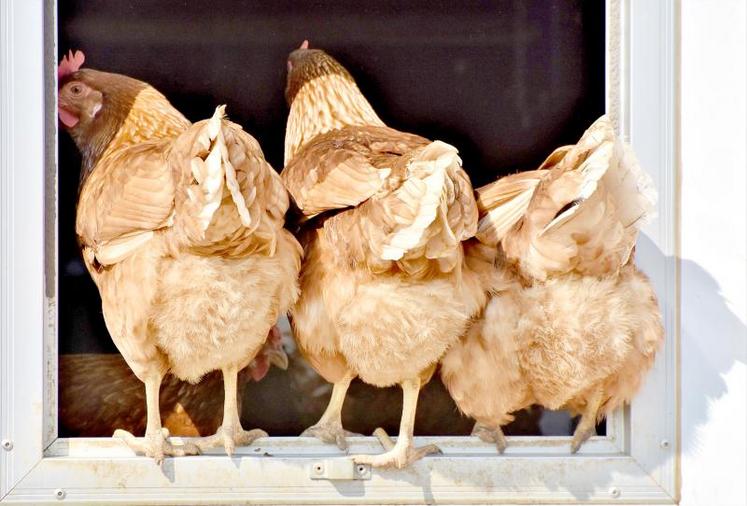 Entre 2017 et 2018, la production d’œufs en élevage alternatif (élevage de poules hors cage) a augmenté de 9 %.