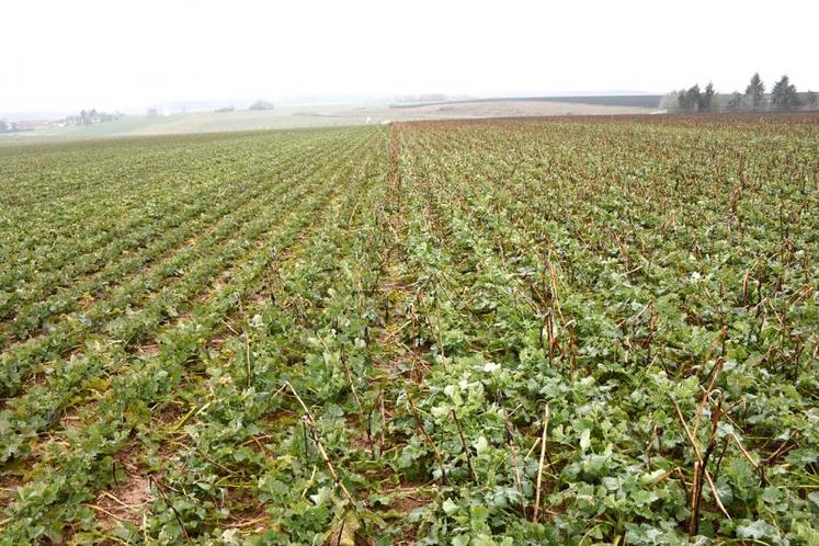 La technique des colzas associés permet d’accroître la production de biomasse. A gauche, colza seul et à droite, 
colza associé à de la féverole (gelée au 19/02/2018). 