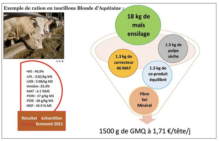 Exemple de ration en taurillons Blonde d’Aquitaine