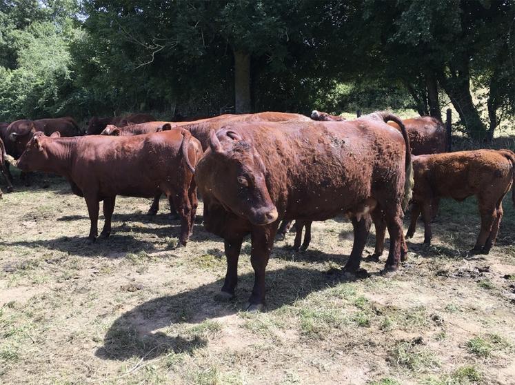 Pas d’urgence à faire partir ses vaches maigres.