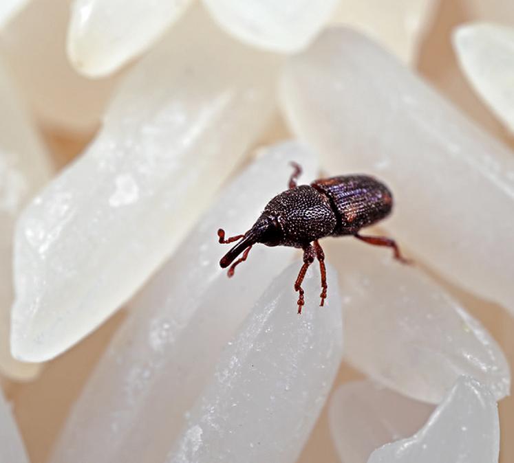 Après incubation, c’est le charançon du riz qui prédomine avec plus de 50 %  de l’effectif total d’individus observés.