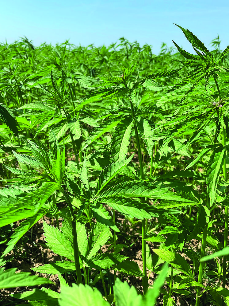 Pour Olivier Motte, le chanvre est une «plante extraordinaire».