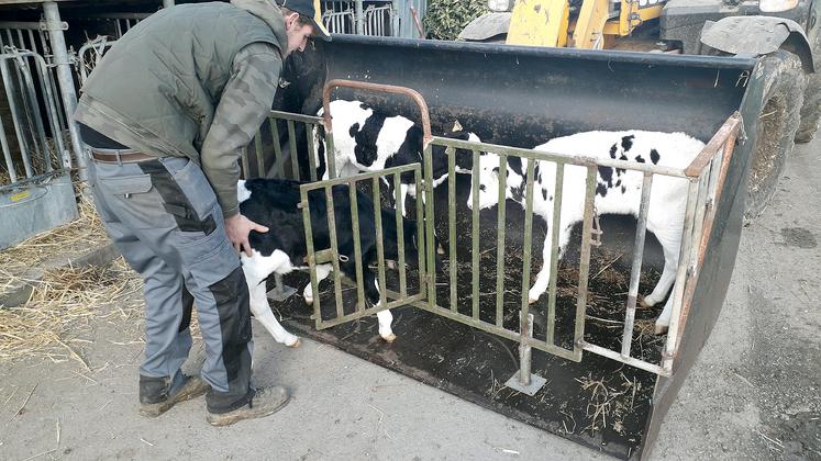 Le transport des veaux est réalisé en toute sécurité, sans stress pour l’éleveur et l’animal.