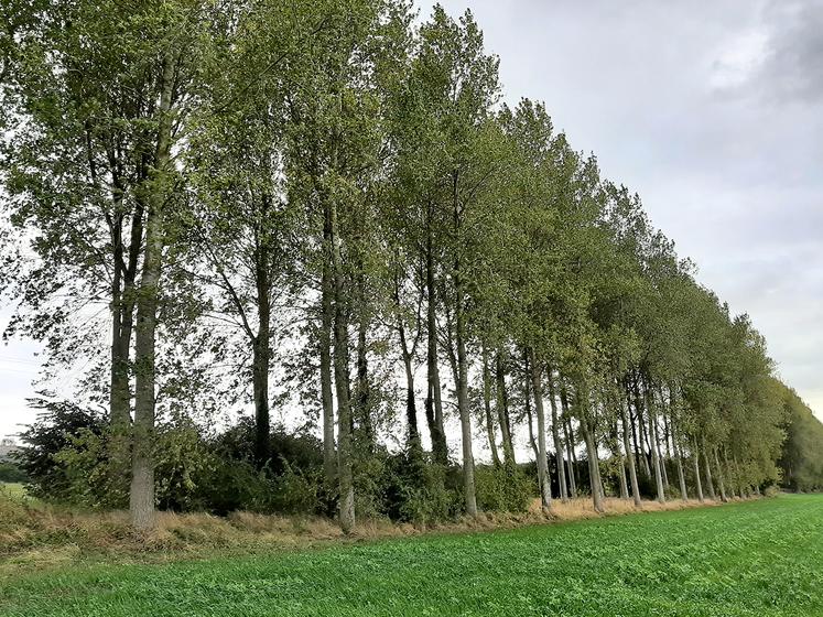 Renouveler sa peupleraie n’est pas seulement une nécessité, mais une opportunité, assure le Centre national  de la propriété forestière (CNPF) compte tenu de l’essor de nouveaux débouchés. 