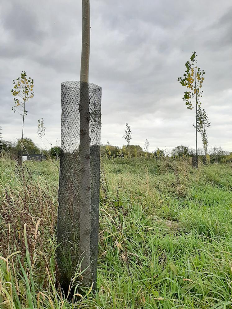 «Des peupleraies vieillissantes qui poussent peu sont plus sensibles aux parasites de faiblesse», souligne le CRPF Hauts-de-France, qui ajoute que «conserver longtemps un peuplement sur pied l’expose davantage au risque climatique».