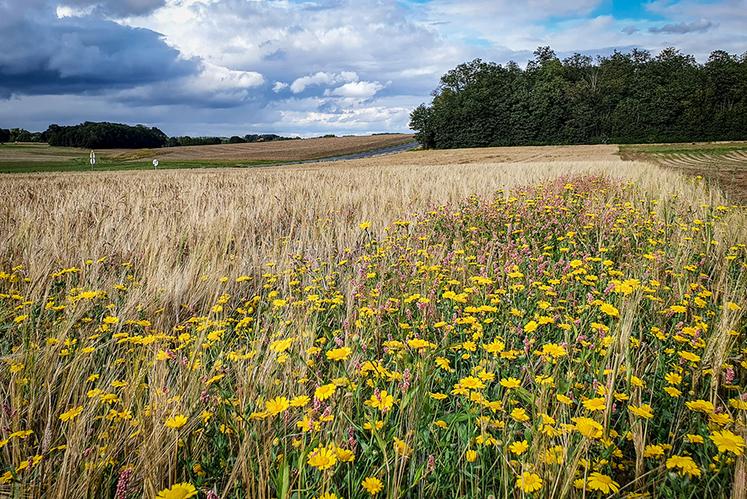 Fin 2021, la région comptait 60 000 ha bio, soit 2,8 % de la SAU. 