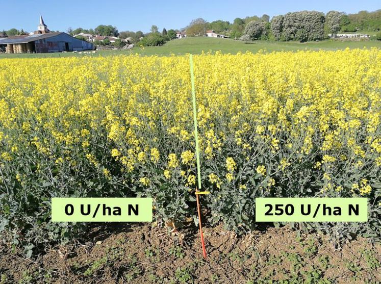 Dans cet essai réalisé en Lorraine, en 2018, la dose calculée avec la réglette est de 0 unité pour un objectif de 40 qx/ha (Biomasse SH : 3,8 kg/m², pas d’apport de MO).