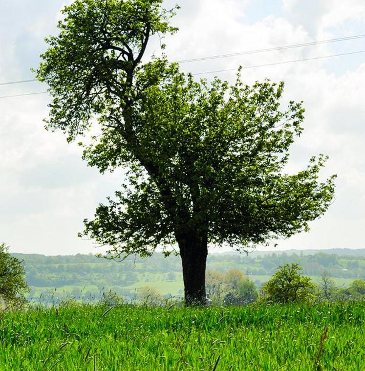 Le trouble de voisinage peut résulter du risque de chute d'arbres de grande hauteur implantés sur la parcelle du voisin, selon la Cour de cassation.